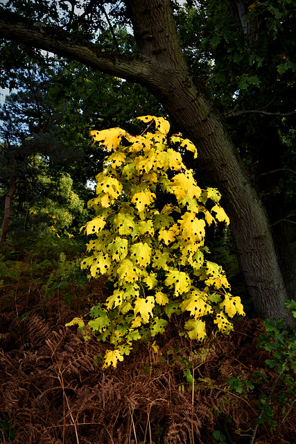 Yellow with black spots!