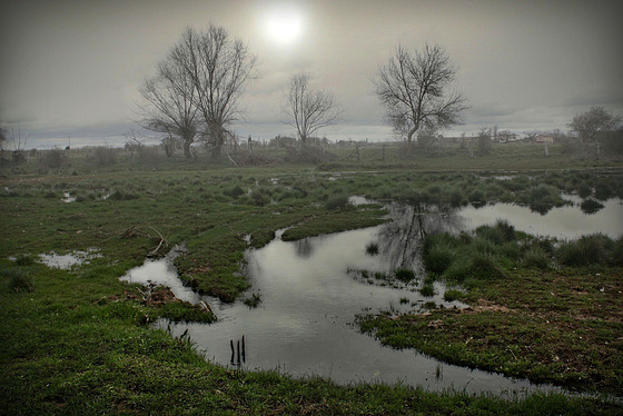 MORNING FOG