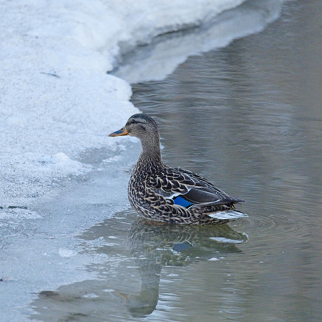 mallard, reflected