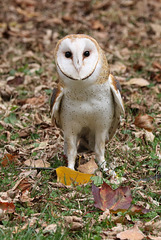 effraie des clochers / barn owl