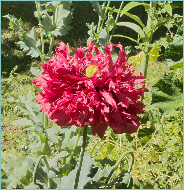 Papaver somniferum