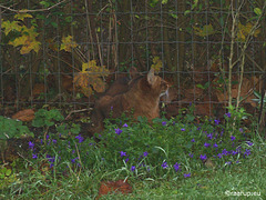 Camouflage cat, 2