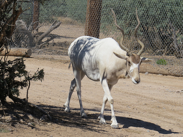 Addax