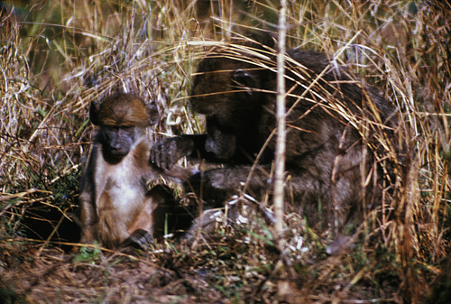 Mother baboon on the wild