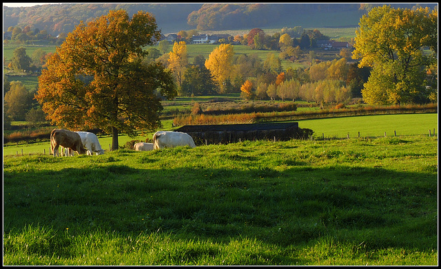 Cattle valley