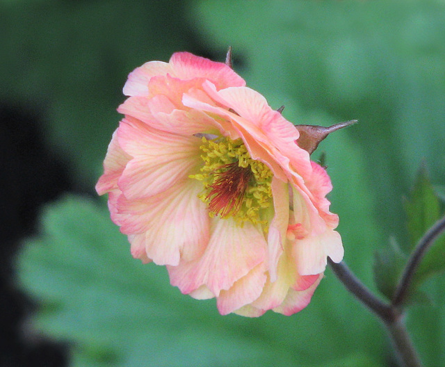 Pink Petals