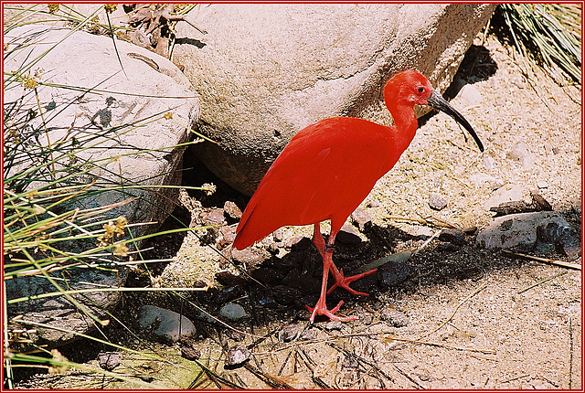 Ibis rouge