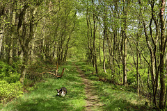 Woodland track in Spring, Wykeham Forest - (2 x PiP's)