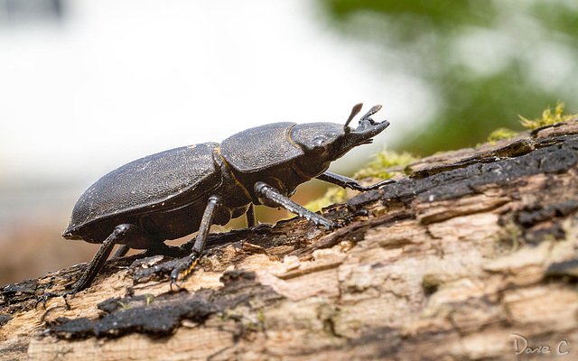 Male Stag Beetle