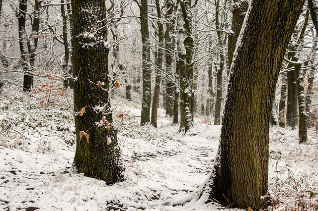 Woodland Walk in the snow