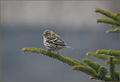 Pine siskin