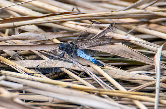 Black tailed chaser