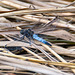 Black tailed chaser