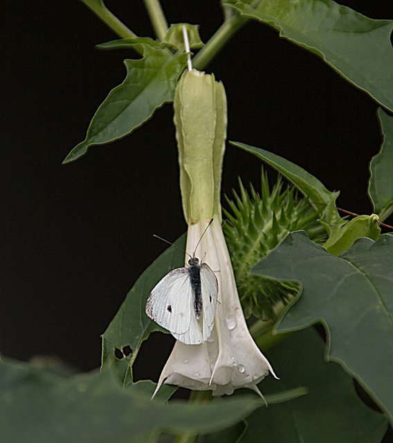 20150828 8592VRAw [D~RI] Stechapfel (Datura agg), Kleiner Kohlweißling, Rinteln