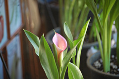 Calla Lilly