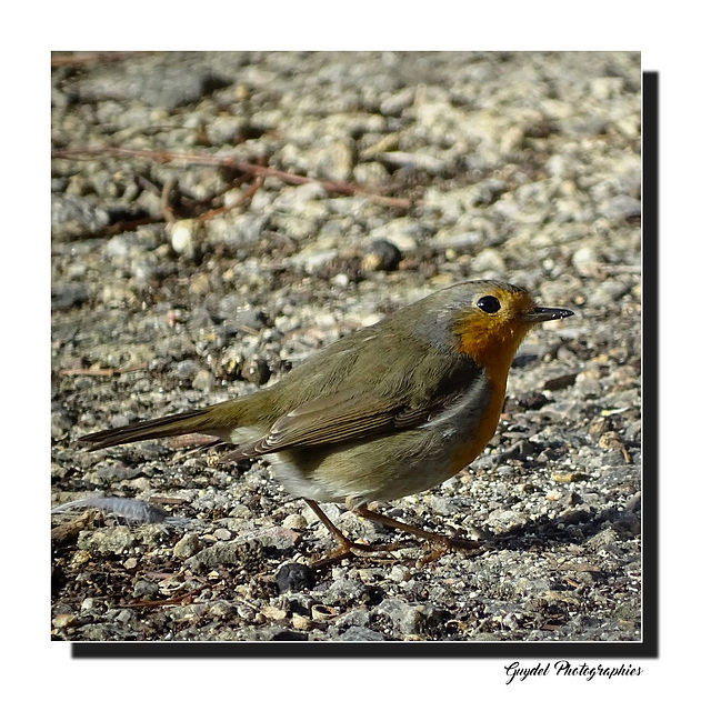 Robin vous salue amicalement ...