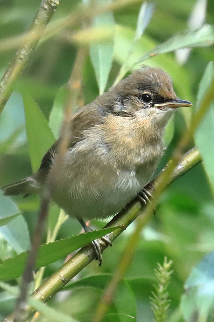 EOS 90D Peter Harriman 10 38 08 95682 reedWarbler dpp