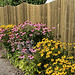 Fence along the walking path