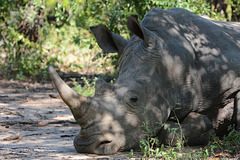 Zambia, White Rhino in the Mosi-oa-Tunya National Park