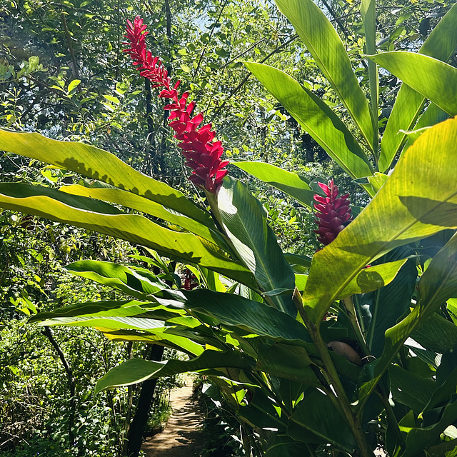 "Phool" (फूल).