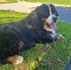 Obelix, dit Belixou 16.11.16/04.11.25 [EXPLORER]