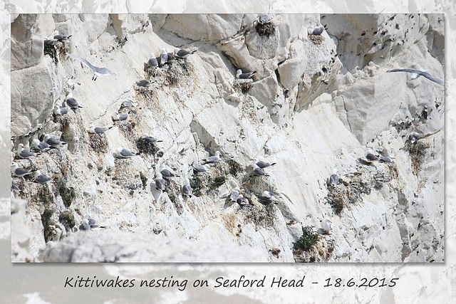 Kittiwakes nesting on Seaford Head - 18.6.2015