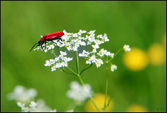 Scharlachroter Feuerkäfer - Cardinal beetle - Pyrochroa coccinea (pls. enlarge)