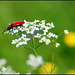 Scharlachroter Feuerkäfer - Cardinal beetle - Pyrochroa coccinea (pls. enlarge)