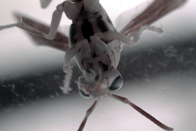 Paper Wasp, infrared macro