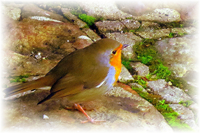 Rouge Gorge affrontant l'hiver