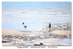 Doggy paddle - Eastbourne - 12.4.2016