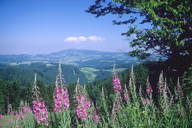 Feldberg view