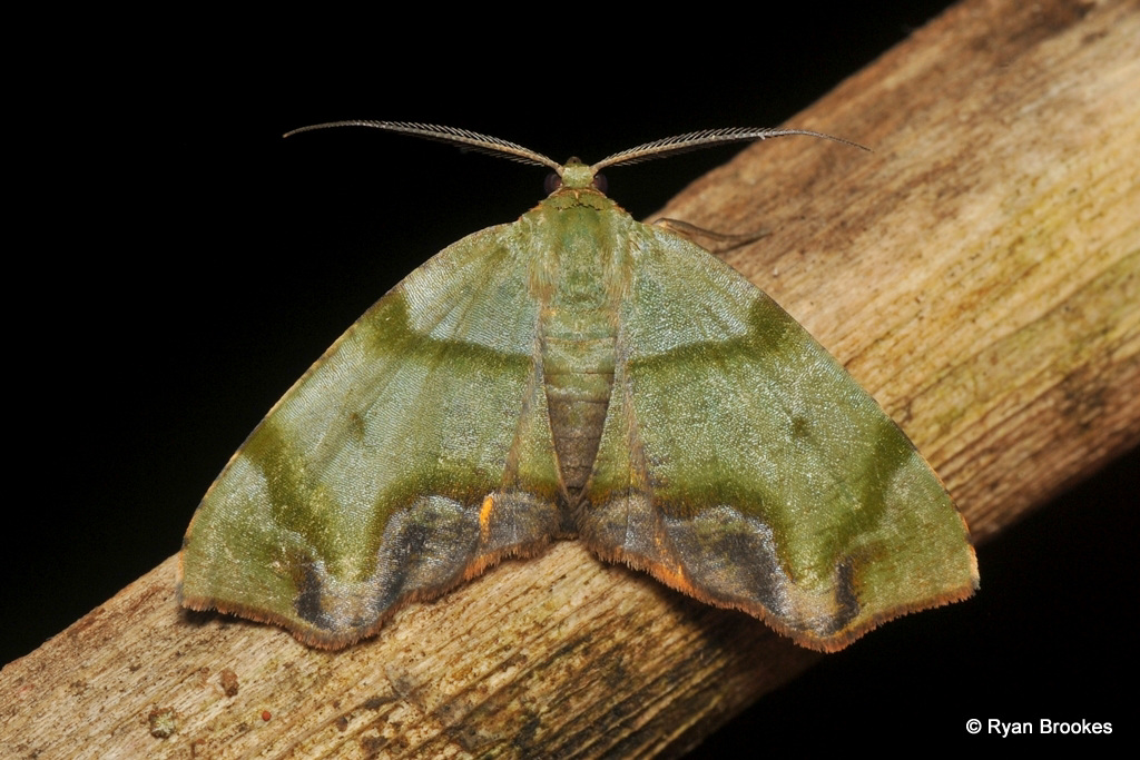 Achrosis incitata (Walker, 1862)