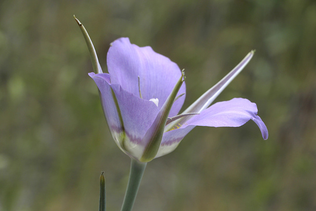 Sagebrush Mariposa Lily