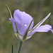 Sagebrush Mariposa Lily