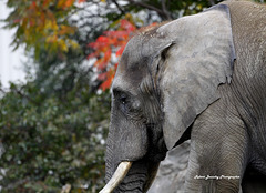 Éléphant