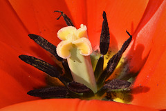 Inside a Tulip