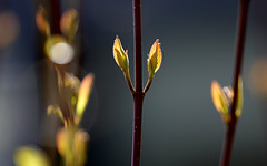 Bourgeons en lumière