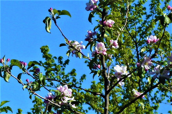 The apple tree has started to grow apple blossom .
