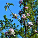 The apple tree has started to grow apple blossom .