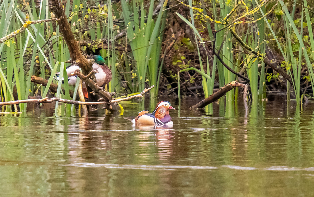 Mandarin duck