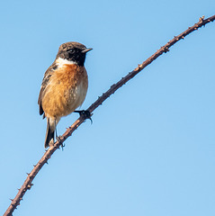 Stonechat