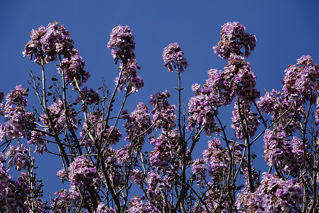 Paulownia