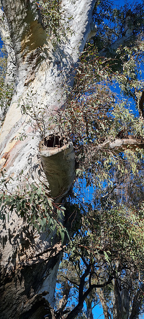 Ancient gum tree