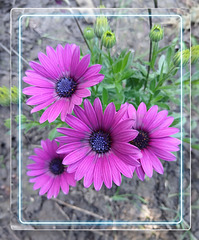 Osteopermum au jardin
