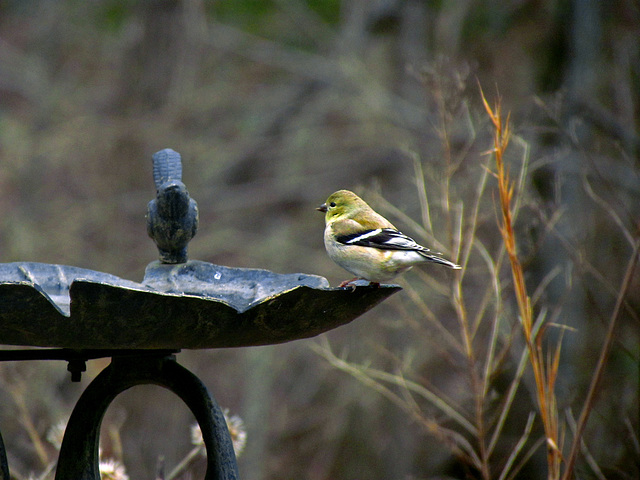 Goldfinch on a Birdbath