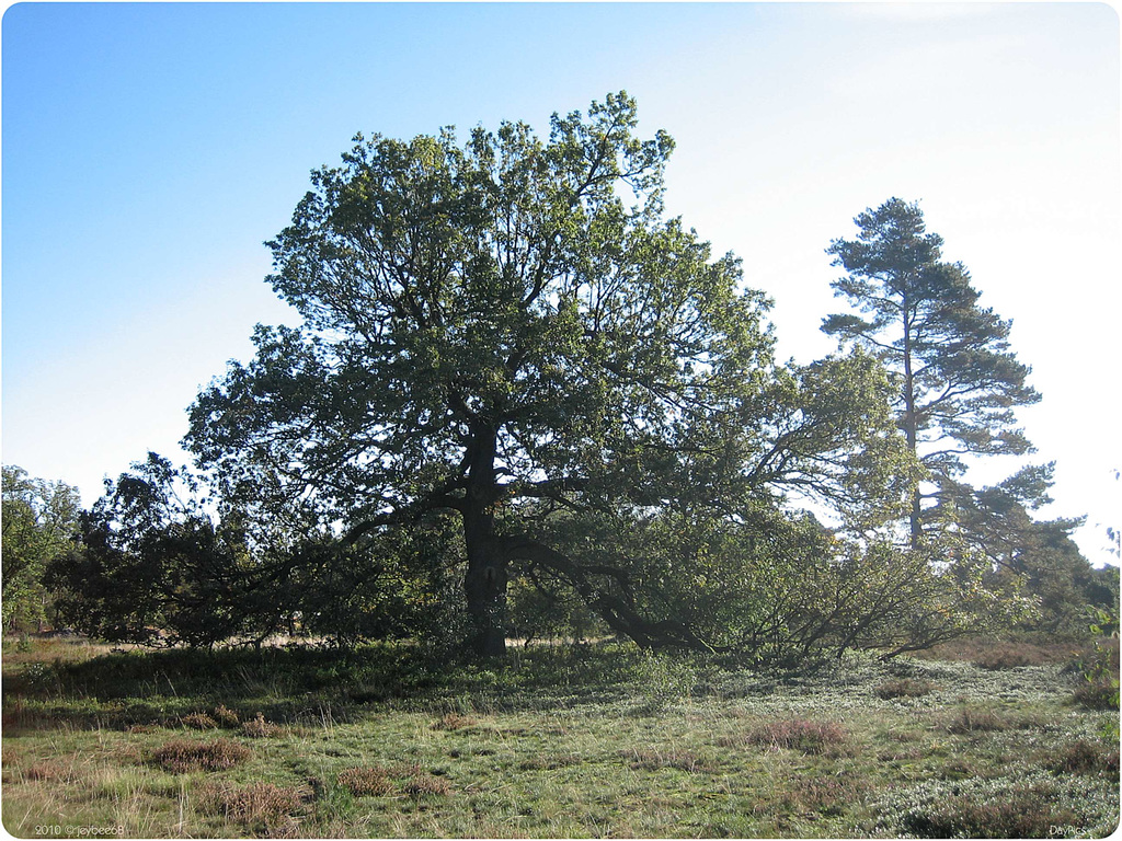 Eine alte Eiche / An old oak