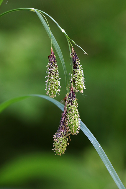 Large-awned Sedge