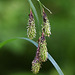 Large-awned Sedge