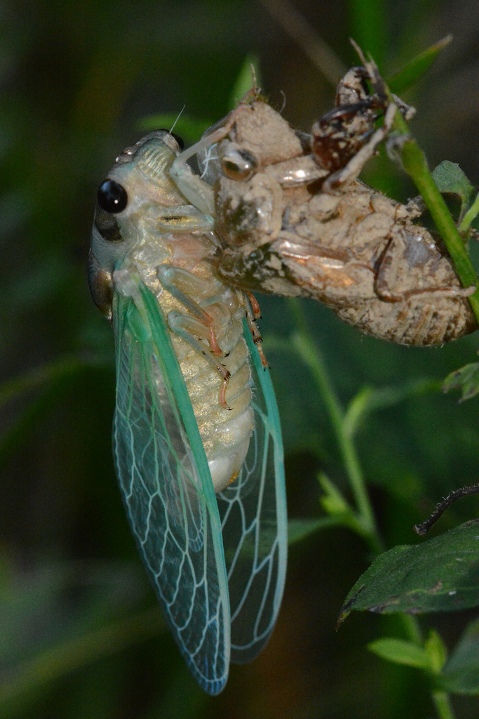 Cicada emerging (electronic flash)